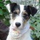LUKE - kastriert, Bodeguero-Andaluz-Mischling (Span. Jack-Russe Welpen - Rüde