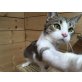 LUKE, sanft, neugierig, vorwitzig - Kater