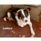 LUKILU.. bereits sein ganzes Leben im TH!, Mischling - Rüde