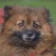LULU - Linares, Pomeranian - kastriert - Hündin