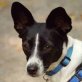 LULU - Ubeda, Jack-Russell-Mischling, kastriert - Hündin