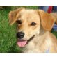 LUNA 12, Pflegestelle Niederösterreich, perfekte Begleiterin - Retriever-Spitz-Mix - Hündin