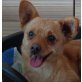 LUNA 13, Pflegestelle Wien, zuckersüße kleine Prinzessin - Chihuahuamix-  - Hündin