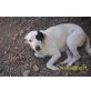 LUNA-BLANCA, liebevolle Setter-Pointer-Begleiterin - Hündin