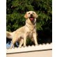 LUNA, Golden Retriever - Hündin