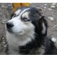 LUNA, Huskymix - Hündin