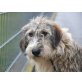 LUNA, Irischer Wolfshund Mischung - Hündin