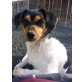 LUNA, Jack-Russel-Mix - Hündin