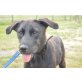 LUNA, Labrador-Mischling - Hündin