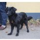 LUNA, Mischlingshündin  - Hündin