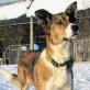 LUNA, Mix - Hündin