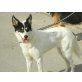 LUNA, Mix - Hündin