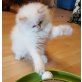 LUNA, Perser mit Nase - Katze