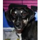 LUNA - Pflegestelle Österreich, Dackel-Pinscher-Mix - Hündin