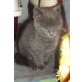 LUNA SUCHT LIEBEVOLLES ZUHAUSE!!!, BKH - Katze