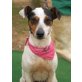 LUNA - Ubeda, Bodeguero-Andaluz, kastriert - Hündin