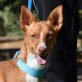LUPE - Ubeda, Podenco - kastriert - Hündin