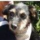 LUPI, Schnauzer-Mischling, kastriert - Hündin