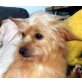 LUPITA - Linares, Yorkshire-Terrier-Mischling, kastriert - Hündin