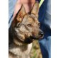 LUPY Nougat, Pflegestelle Niederösterreich, MINIWÖLFCHEN Spitz/Pinschermix - Hündin