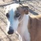 LURDES, Galga, (noch nicht) kastriert, geb. ca. 2009 - Hündin