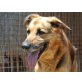 LUX, traumhafter Charakter mit Charme/Schäferhund - Rüde
