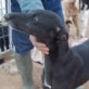 LUZ, leicht Rauhaar, Galga, kastriert, ca. 2-3 Jahre alt - Hündin