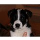LUZI, Jack Russel Terriermix,Pflegestelle Graz Welpen - Rüde