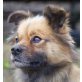 LUZJA - Pflegestelle Niederösterreich, süße Pekinesen-Sheltie-Mix - Hündin