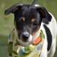 LYDIA - Linares, Jack-Russell-Terrier-Mischlinge Welpen - Hündin