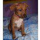 LYNN, Rhodesian Ridgeback Mix Welpen - Hündin