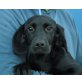LYRA, Labradormischling,Pflegestelle Nö Welpen - Hündin