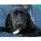 LYSSI, Labradormischling,Pflegestelle Wien Welpen - Hündin