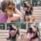 La Flora, Beagle-Mix Welpen - Hündin