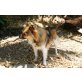La Pequina - Chihuahua-Mix, Chihuahua-Mix - Hündin
