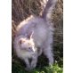 LaPerm - Kater