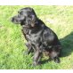 Labbi-Mädchen, Flat Coated Retriever - Hündin