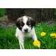 Labi - Setter Mix Welpen - Rüde