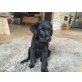 Labibaby, Labrador Retriever - Rüde