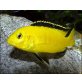 Labidochromis Careuleus