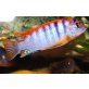 Labidochromis Hongi