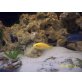 Labidochromis Yellow