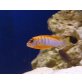 Labidochromis sp. Hongi ' Red '