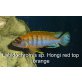 Labidochromis sp. Hongi red top