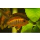 Labidochromis sp. Hongi red top ' orange '
