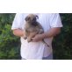 Labimix-Dt.Schäferhund Welpen - Hündin