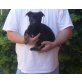 Labimix-Dt.Schäferhund Welpen - Rüde