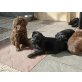 Labradoodle F1b mit A h n e n t a f e l Welpen - Rüde