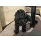 Labradoodle F1b mit A h n e n t a f e l Welpen - Rüde