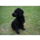 Labradoodle F1b möchte ausziehen Welpen - Hündin